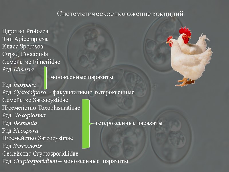 Систематическое положение кокцидий  Царство Protozoa Тип Apicomplexa Класс Sporosoa Отряд Coccidiida Семейство Eimeriidae